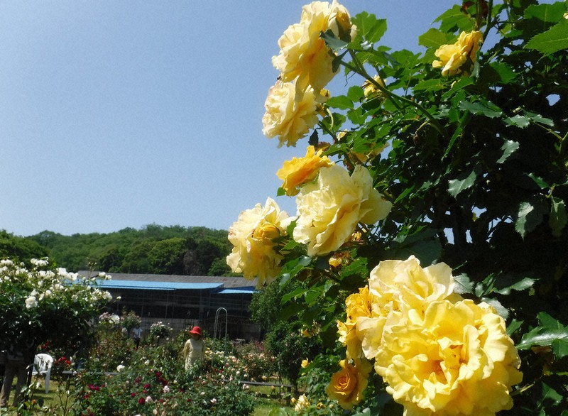 美麗、バラの花盛り 愛好家ら足運ぶ園 大淀 ／奈良 | 毎日新聞