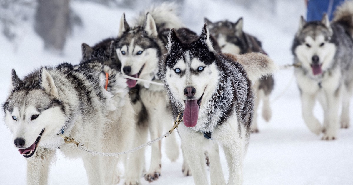 Pherrow's カウチンニット ALASKA 犬ぞり ハスキー Pherrow's カウチンニット ALASKA 犬ぞり ハスキー Pherrow's
