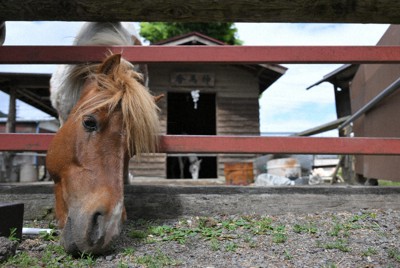 小室浅間神社の境内にある神馬舎で過ごす馬たち＝山梨県富士吉田市で