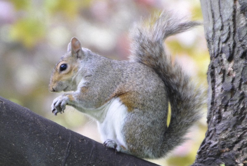 価値イサアク。イギリス。です。リス Noah's Ark Squirrel(ノアシリーズ・リス)