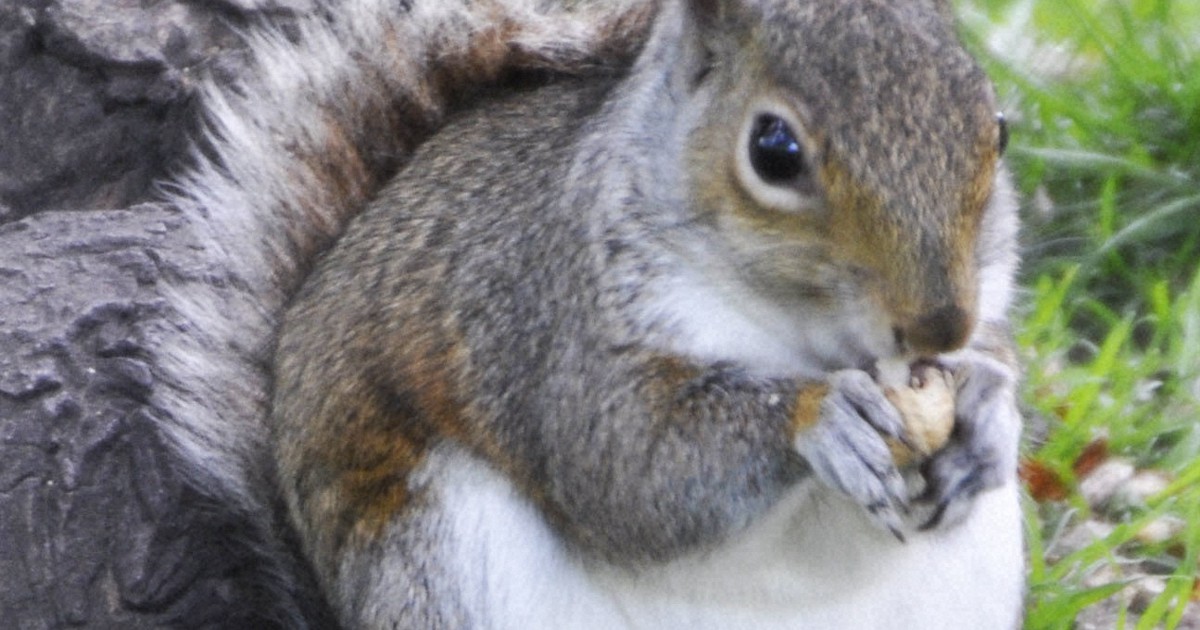 イギリスで「外来」リス害深刻化 木材被害63億円、政府が対策 [写真
