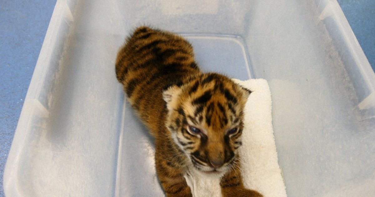 スマトラトラすくすく成長 体重1714グラム 上野動物園で26年ぶり誕生