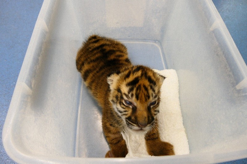 スマトラトラすくすく成長 体重1714グラム 上野動物園で26年ぶり誕生