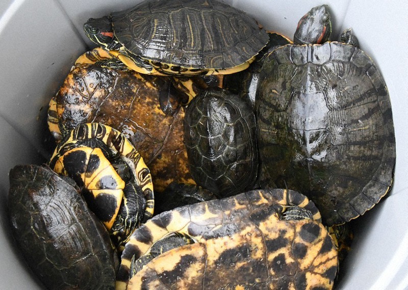毎小ニュース：環境 ミドリガメ食べちゃえ 生態系のため、あの手この手