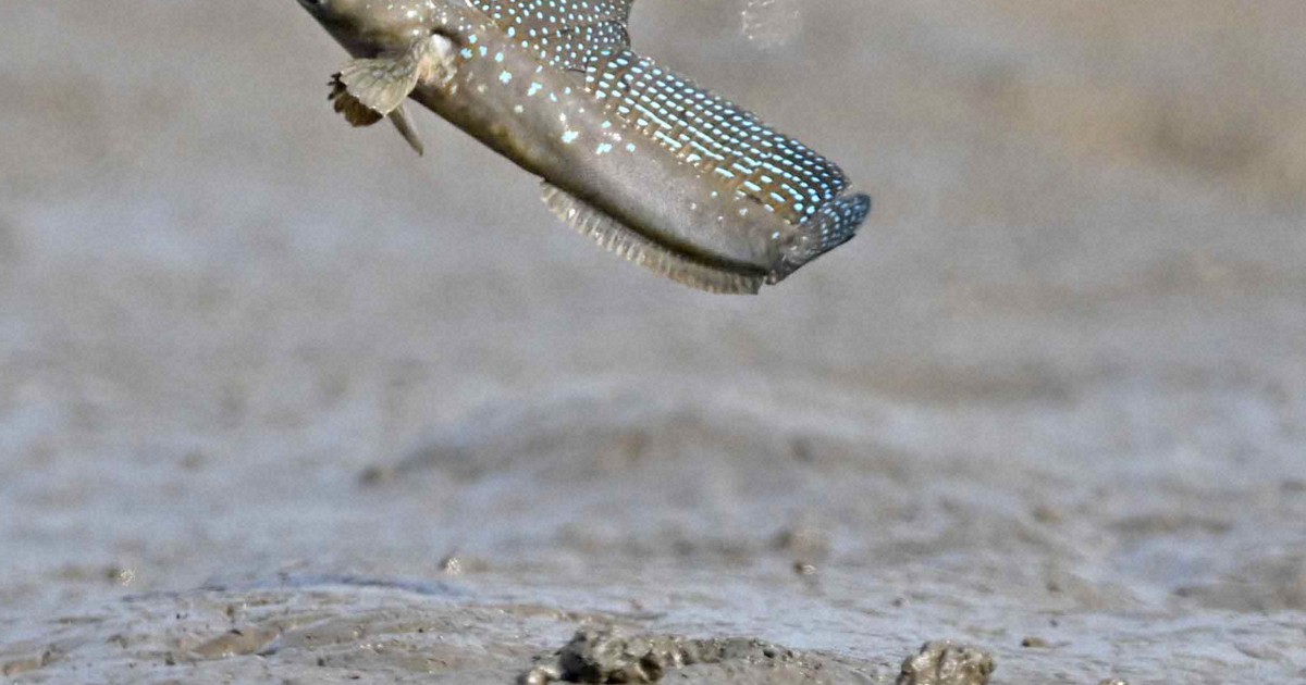 ムツゴロウ、恋の大ジャンプ 繁殖期でメスにアピール 有明海 | 毎日新聞