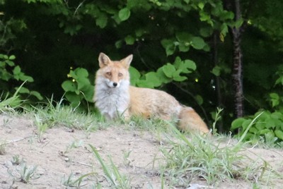 平岡公園にたたずむキツネ。記者と目が合うとやぶの中に去っていった＝札幌市清田区の平岡公園で2023年5月31日午後5時35分、後藤佳怜撮影