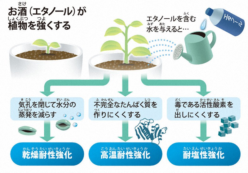 植物を強くする「液体」 世界の農業を変える？ | 毎日新聞