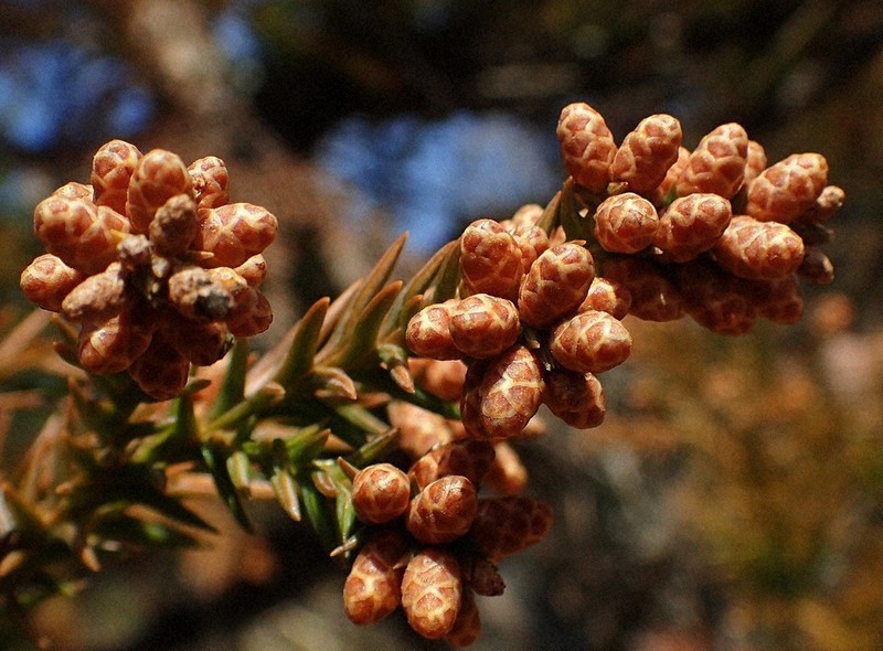 15歳のニュース 花粉症対策を強化 政府始動 改良スギへの植え替え拡大