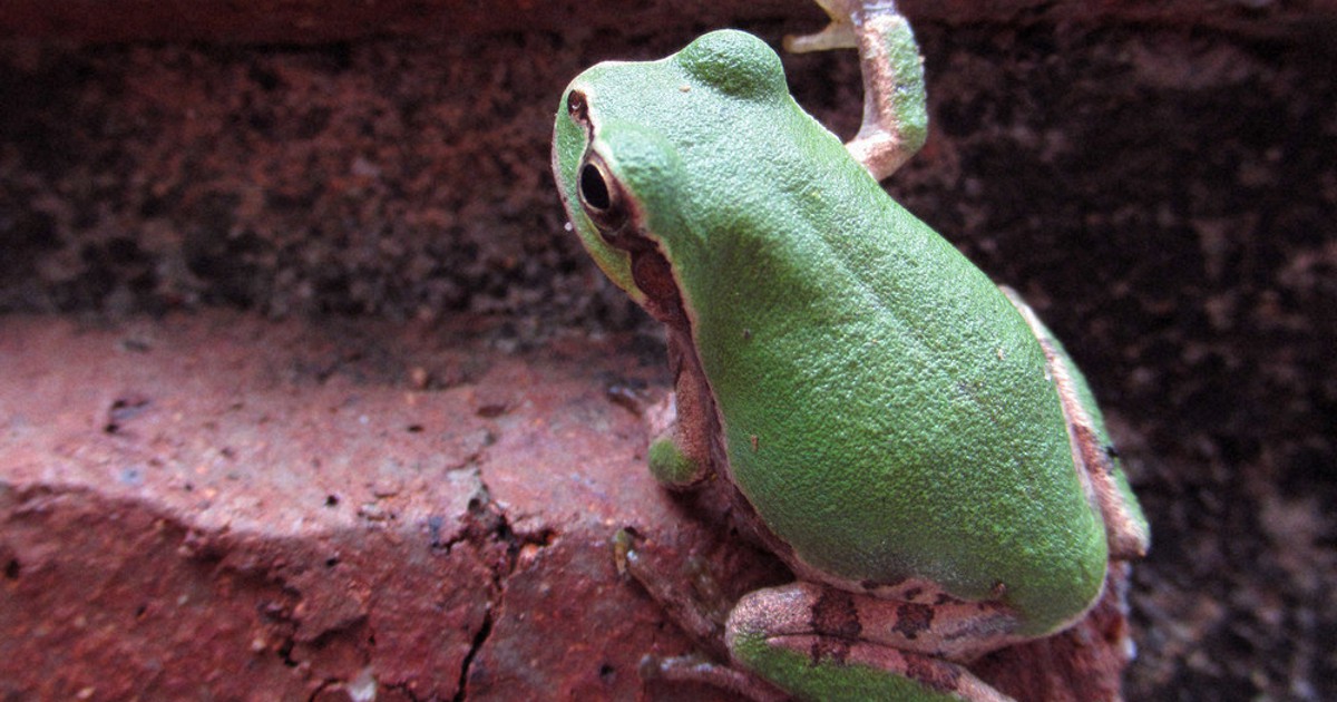 サラダにカエル、なぜ？ 夜、光に誘われ工場へ／暖求めてレタスの葉へ