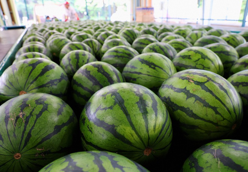 重さ8キロ超、夏の味覚ごろり 「大栄スイカ」出荷ピーク 鳥取 | 毎日新聞