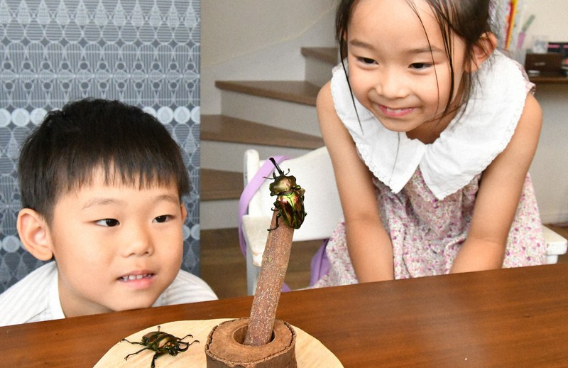 右が雄で左が雌…希少なクワガタ、親子が発見 学芸員「数十万匹で初