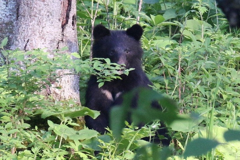 市街地でクマ目撃が相次ぐ 盛岡、遭遇した男性が体験語る | 毎日新聞