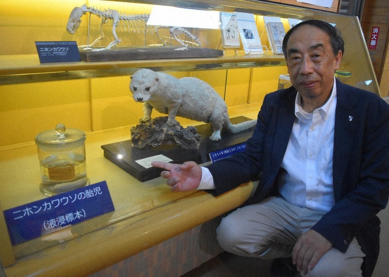絶滅種・ニホンカワウソの標本 母と胎児、70年ぶり対面 動物園と博物館