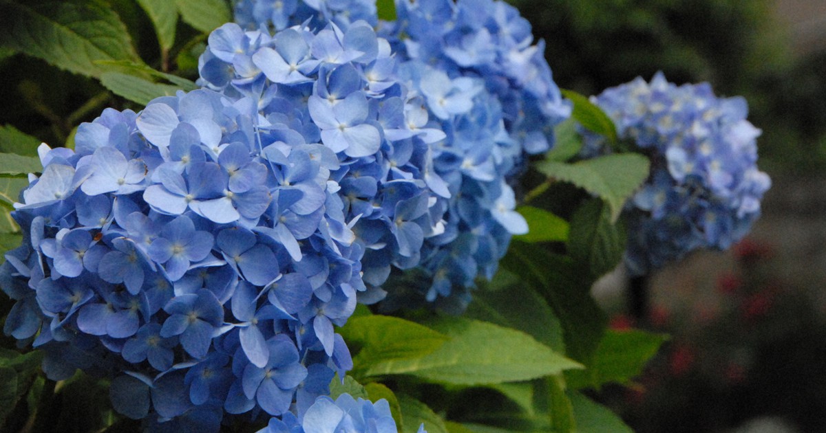 Why do blooming hydrangeas come in different colors? Japan researcher