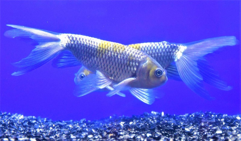 金魚 金魚でも銀の美を魅せる「ギンギョ」 新江ノ島水族館で展示 | 毎日新聞