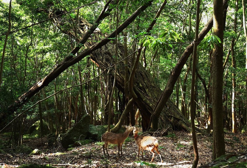 山は荒れたのか 世界自然遺産・屋久島の30年 ［写真特集1/8］ | 毎日新聞