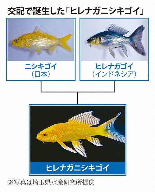 丹頂 約12cm ヒレ長鯉 ヒレナガ錦鯉 ヒレナガ ヒレ長 鰭長錦鯉