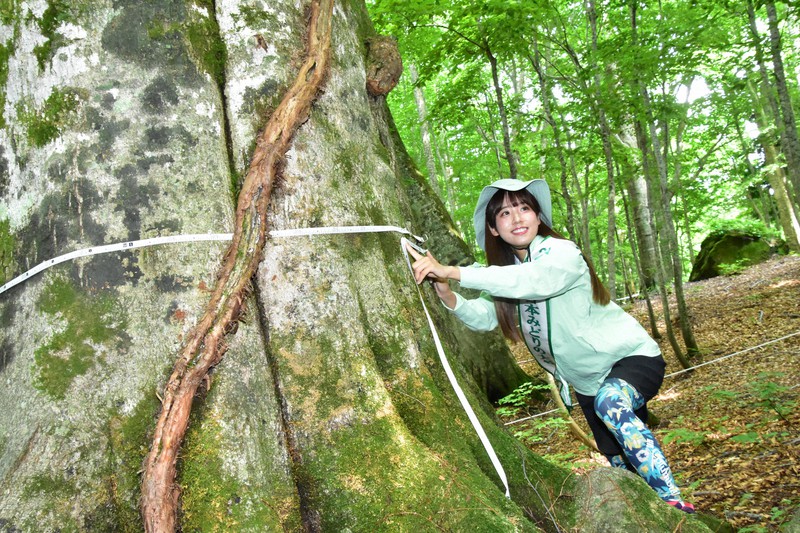 白神山地シンボルツリーの大きさは? 世界遺産30年で測定イベント