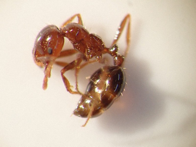 東京港でヒアリ250匹確認 今年度国内初、女王アリは未確認 毎日新聞