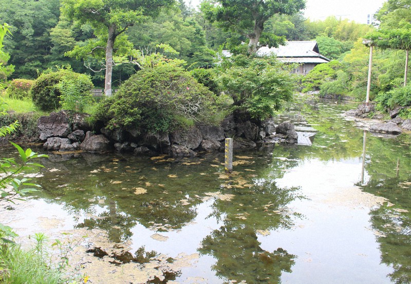 楽寿園の小浜池 「60年ぶり」の早い満水達成 静岡・三島 | 毎日新聞