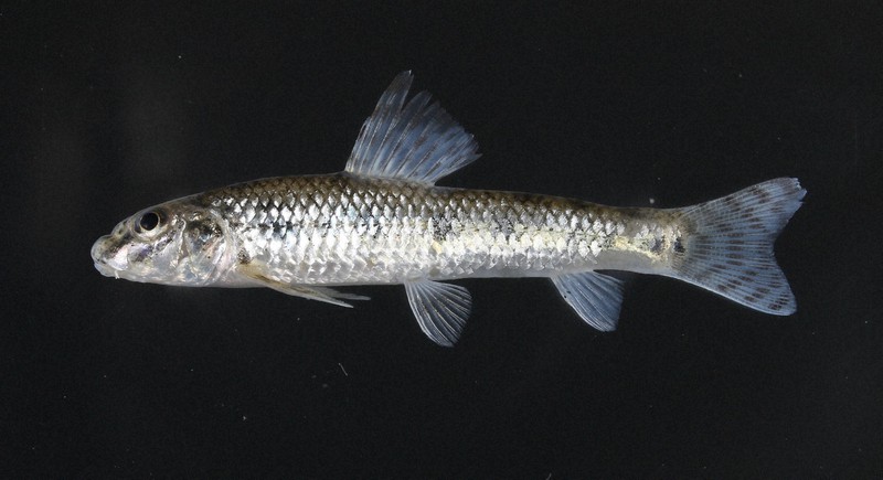 独特な形状の淡水魚 ギャラリー：地味と言わないで！実は多様な淡水魚 写真18点