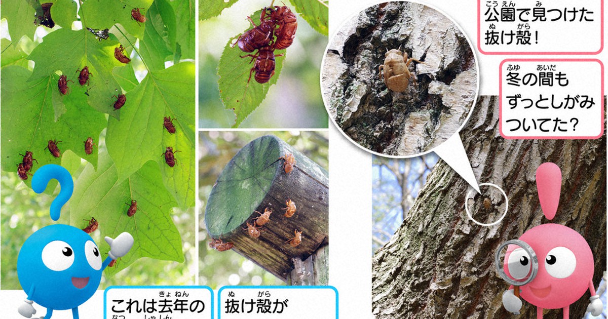 ふしぎのひみつきち：／63 今回のテーマ セミの抜け殻が気になっ