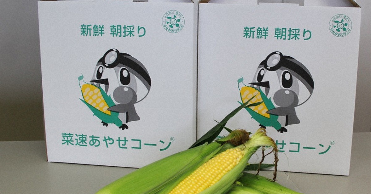 コーンさんページ　⭐︎6点おまとめ⭐︎ 菜速コーン出荷始まる 綾瀬「最速」でお届け ／神奈川 | 毎日新聞