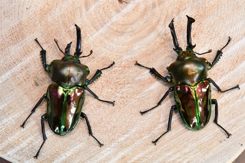 毎小ニュース：話題 親子で発見 珍しいニジイロクワガタ | 毎日新聞