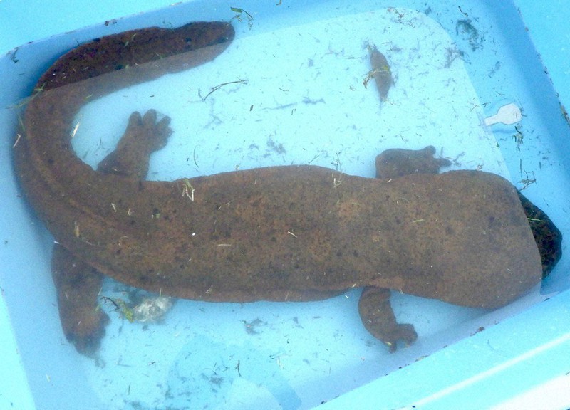 特別天然記念物・オオサンショウウオ 交雑種、県内で初確認 瀬戸・蛇ケ