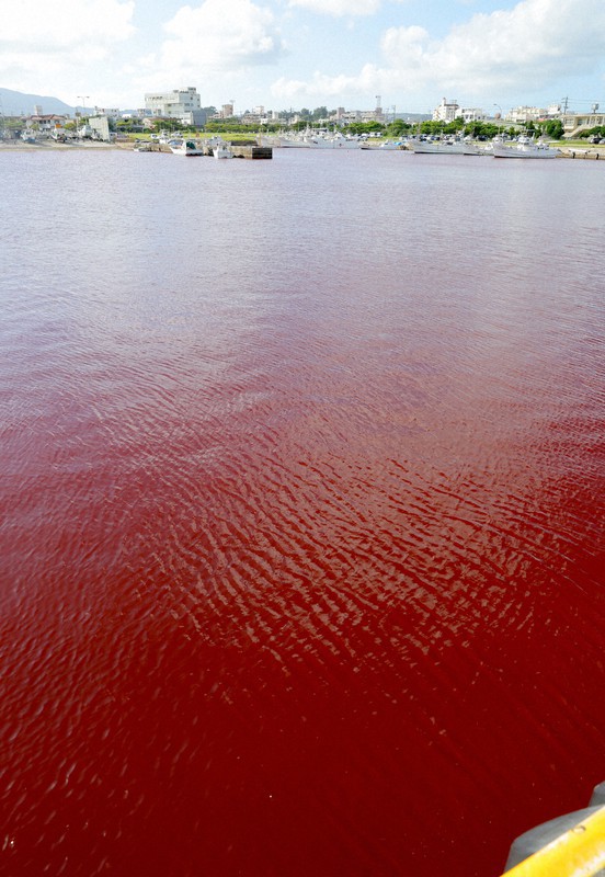 In Photos: Okinawan fishing port seeing red after colored coolant