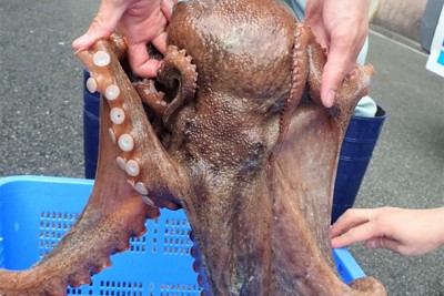 重さ5.4キロの「日本記録級」巨大マダコ＝姫路市立水族館提供
