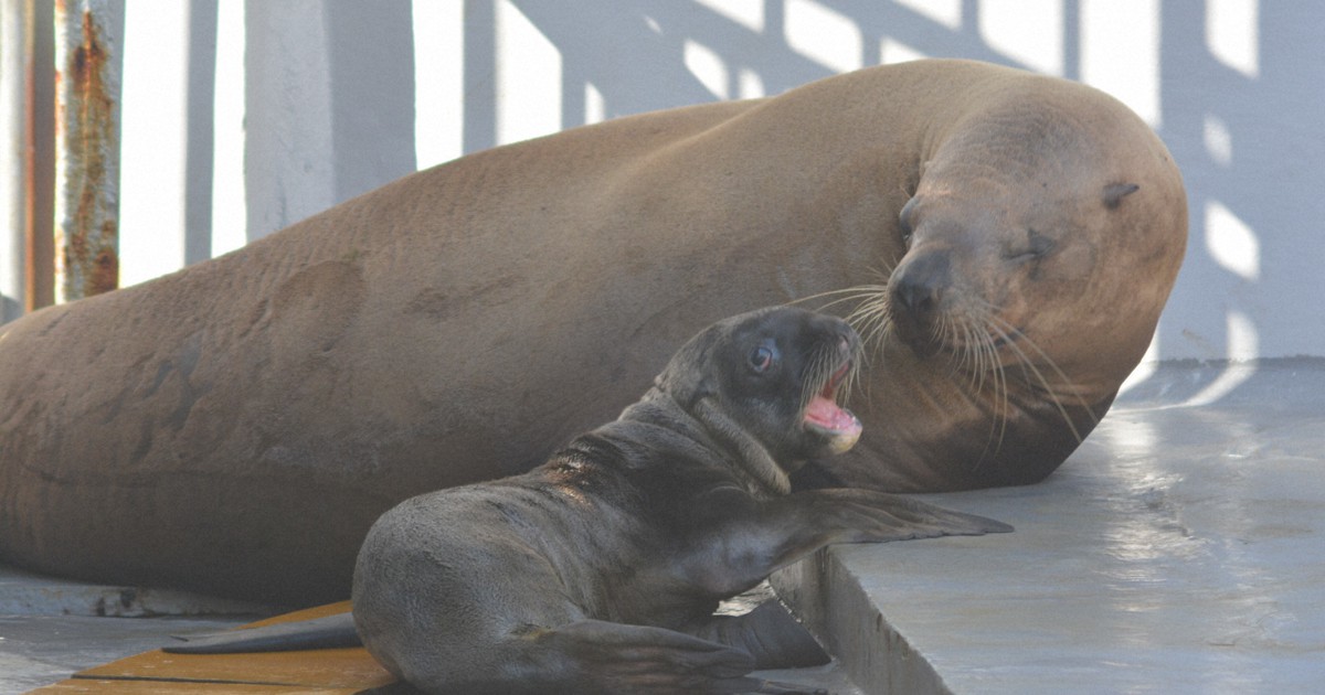 トドちゃんページ❷ トドの赤ちゃん誕生 9年ぶり元気な鳴き声 新潟・マリンピア日本海