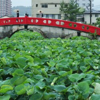 昨年、豪雨被害からの復旧工事が完了し、通行が可能になった国宝「青井阿蘇神社」の禊橋と広がる蓮池＝熊本県人吉市で2023年7月3日午前10時47分、吉田航太撮影