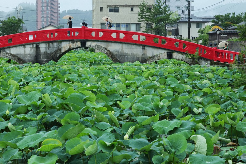昨年、豪雨被害からの復旧工事が完了し、通行が可能になった国宝「青井阿蘇神社」の禊橋と広がる蓮池＝熊本県人吉市で2023年7月3日午前10時47分、吉田航太撮影