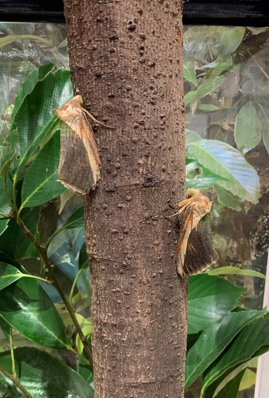 In Photos Insects' mimicry, camouflage abilities on display Osaka Pref. museum The Mainichi