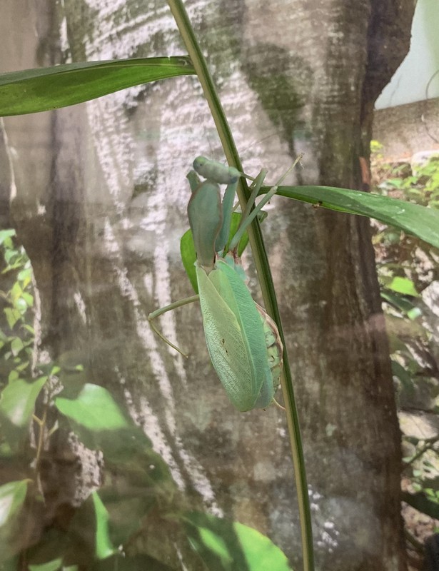 In Photos Insects' mimicry, camouflage abilities on display Osaka Pref. museum The Mainichi