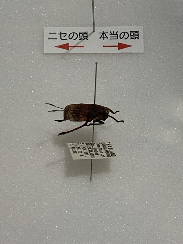 In Photos Insects' mimicry, camouflage abilities on display Osaka Pref. museum The Mainichi