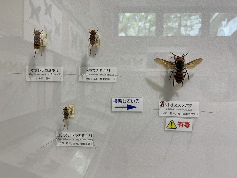 In Photos Insects' mimicry, camouflage abilities on display Osaka Pref. museum The Mainichi