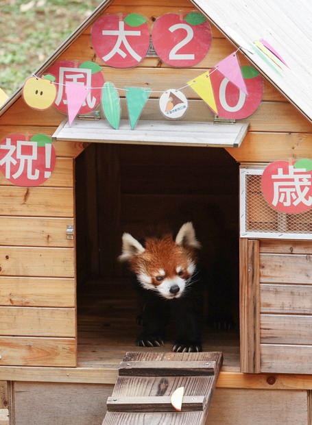 おじいちゃん、おめでとう！ レッサーパンダ「風太」が20歳に