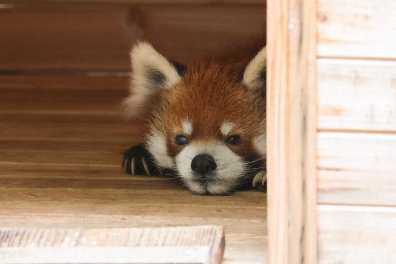 レッサーパンダ シセンレッサーパンダ | 動物図鑑 | ZFC.jp