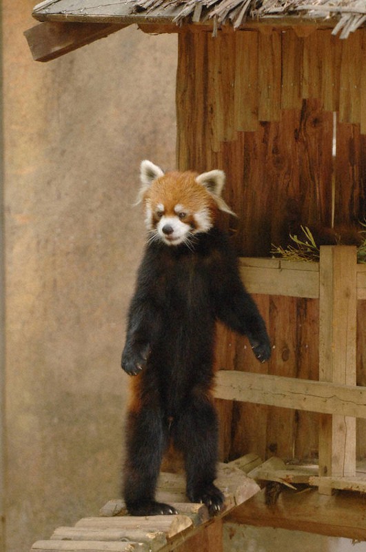 レッサーパンダ 「風太」20歳 2本足では立てないけれど… 80歳相当