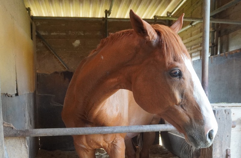 スポーツの今：余生も愛され… 元競走馬ナイスネイチャが後輩のために