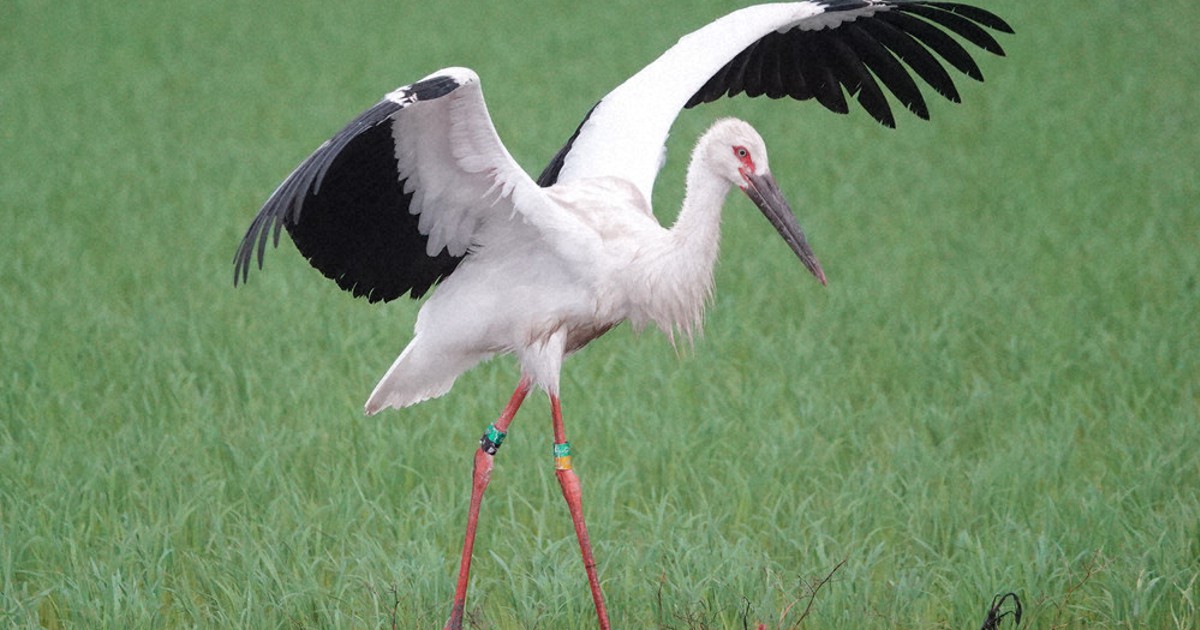 白野コウ 0c10.jpg?1