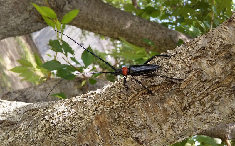 農家を廃業に追い込んだ外来カミキリムシ サクラより大好きな果物は