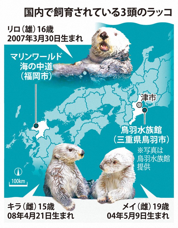 福岡ラッコ日記：あざとすぎる?ラッコのムニムニ動画 リロの魅力