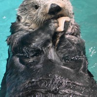 福岡市民を癒やしたラッコのリロ 在りし日の姿 [写真特集1/13] | 毎日新聞