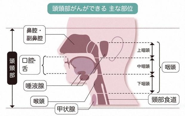 大事な機能を「頭頸部がん」で失わない治療法とは? | 医療プレミア特集