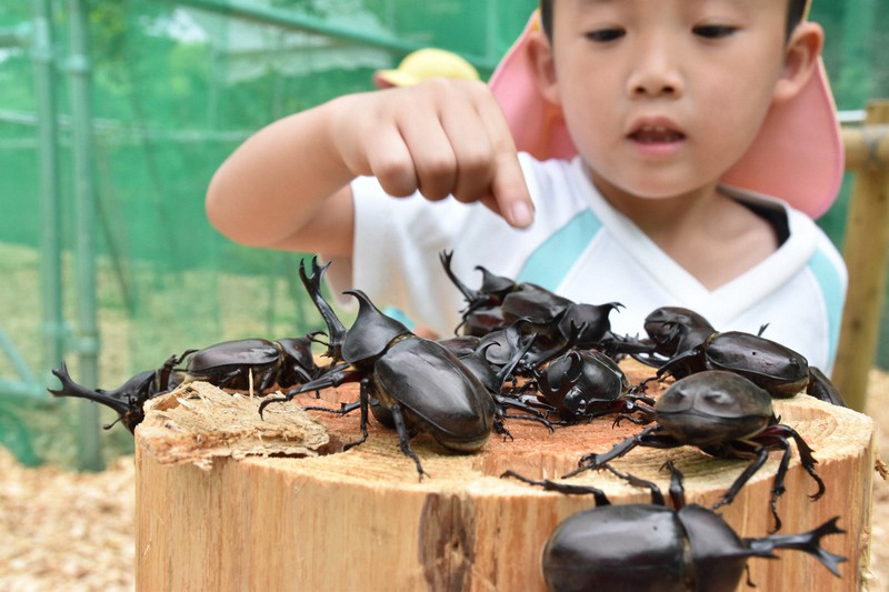 640匹のカブトムシが館内に放たれ 福島の昆虫館、新装オープン [写真