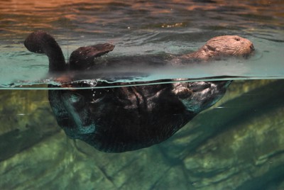 リロの毛にたまっている空気が水中では光って見える＝福岡市東区のマリンワールド海の中道で2023年6月28日、松本光央撮影