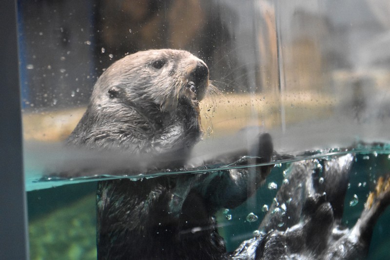 福岡ラッコ日記：きょうもプカフカ…ラッコはなぜ浮くの？ 秘密は水中で